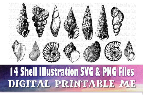 Download Sea Shell Line Art, Drawing Beach - Line Collection
