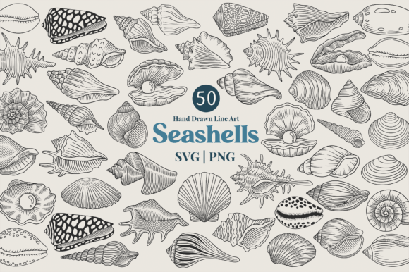Download Seashell Line Art Clipart Bundle - Line Collection