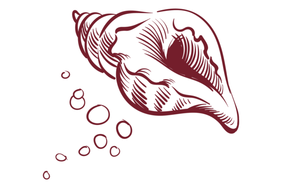 Download Seashell Sketch. Ink Line Style Mollusk - Line Collection