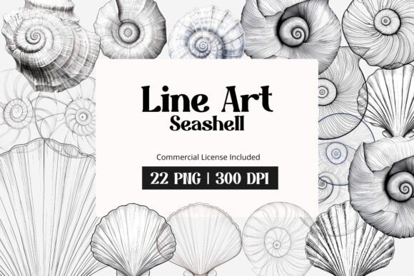 Download Line Art Seashell Clipart - Line Collection